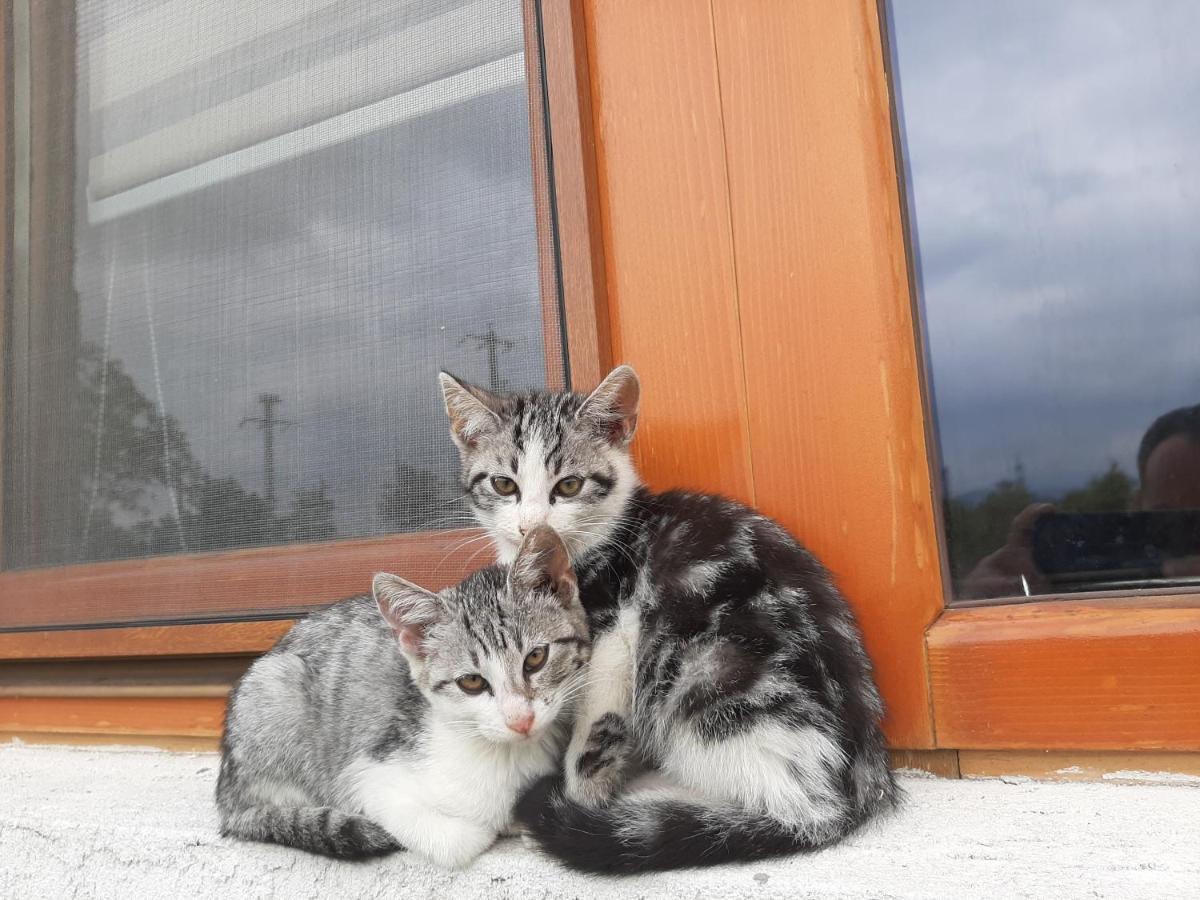 Pensiunea Agroturistica Green Odoba Sătuc Exterior foto