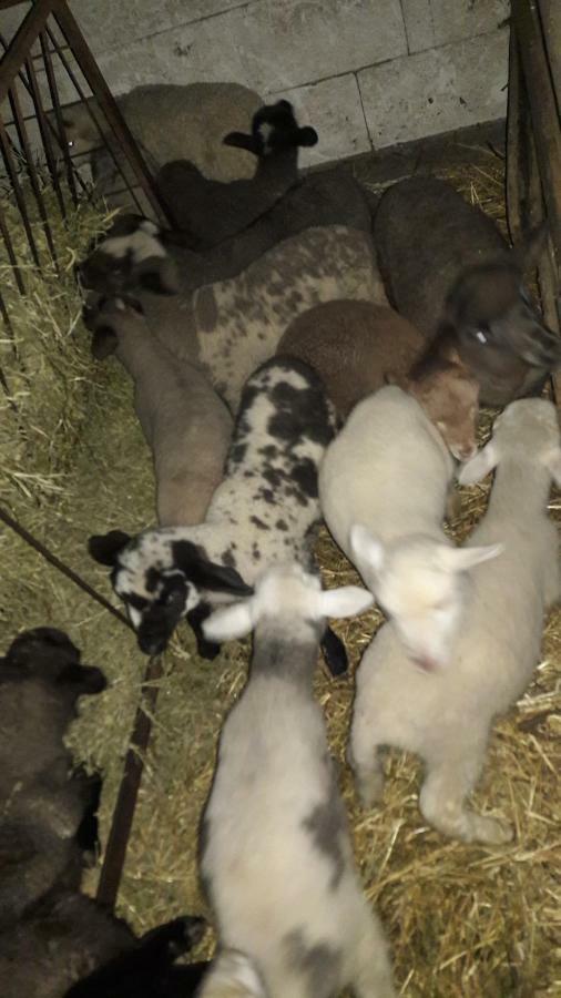 Pensiunea Agroturistica Green Odoba Sătuc Exterior foto