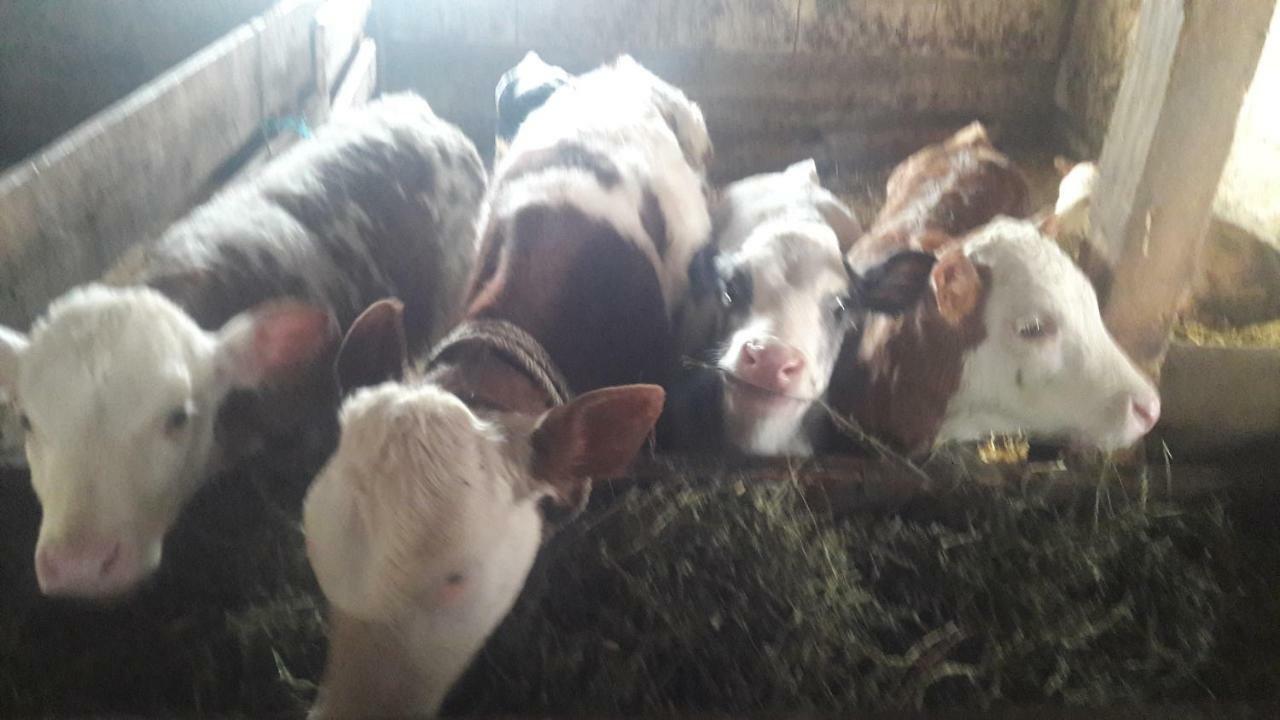 Pensiunea Agroturistica Green Odoba Sătuc Exterior foto
